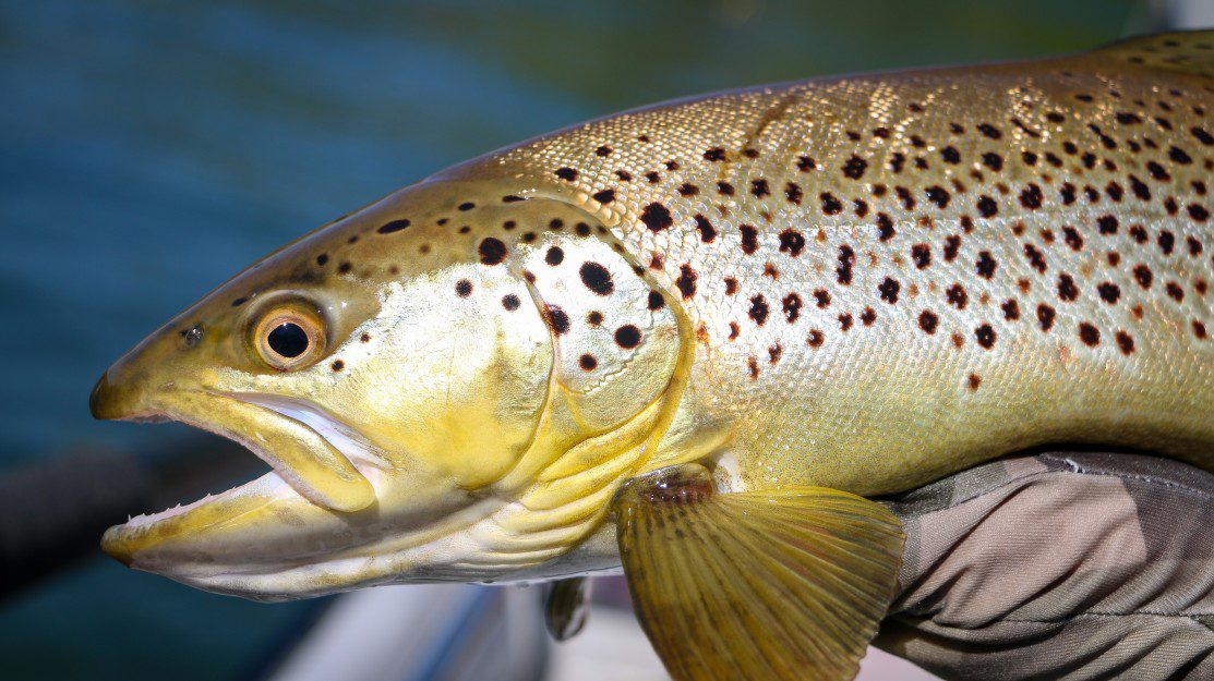 Illinois Fall Trout Season Opens October 17 Country Herald