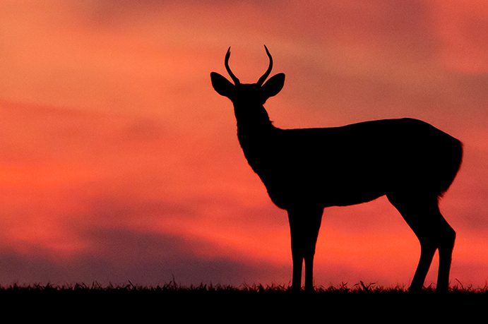 Illinois DNR Announces 2023 Deer Hunting Season Dates And Lottery 