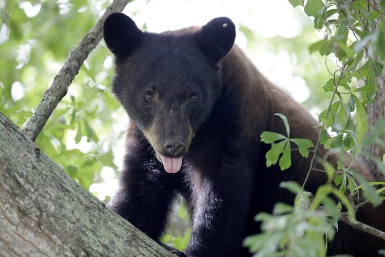Illinois sees influx of black bears passing through Country Herald