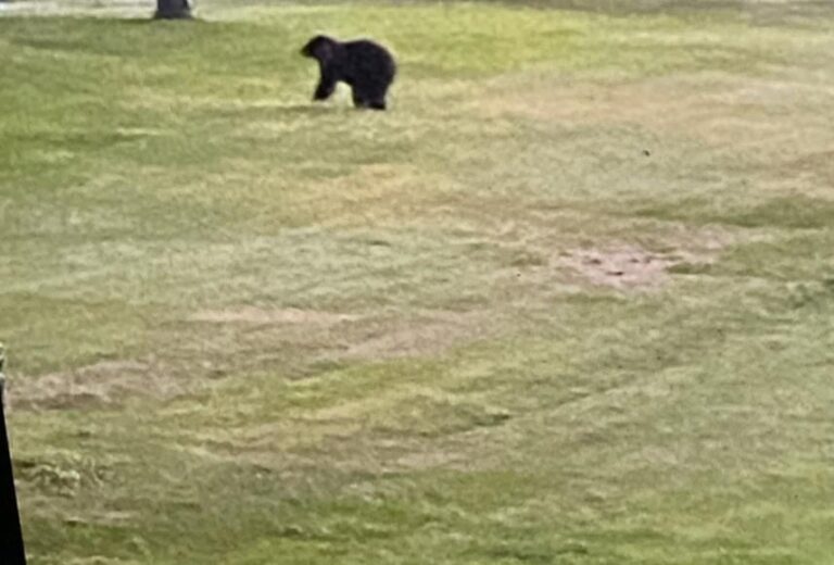 Black Bear Spotted in Illinois Safety Tips for Encounters Country Herald