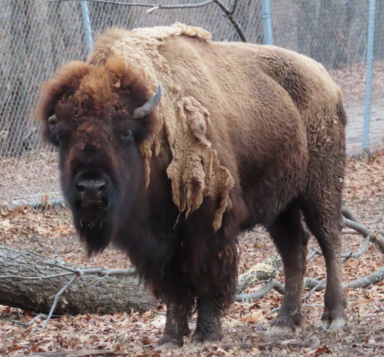Illinois Mourns Beloved Bison Dies Naturally at Buffalo Rock State