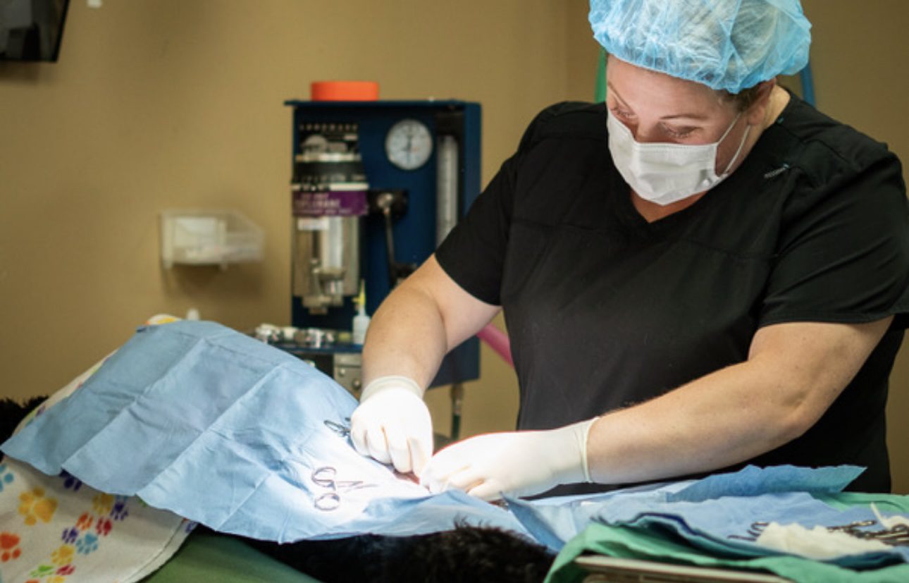 Spay Illinois Aims to Raise 7,500 on Giving Tuesday for Pet