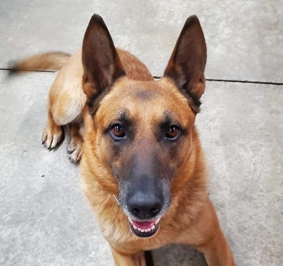 St. Anne Police Department's Beloved K9 Capa Retires After Years of