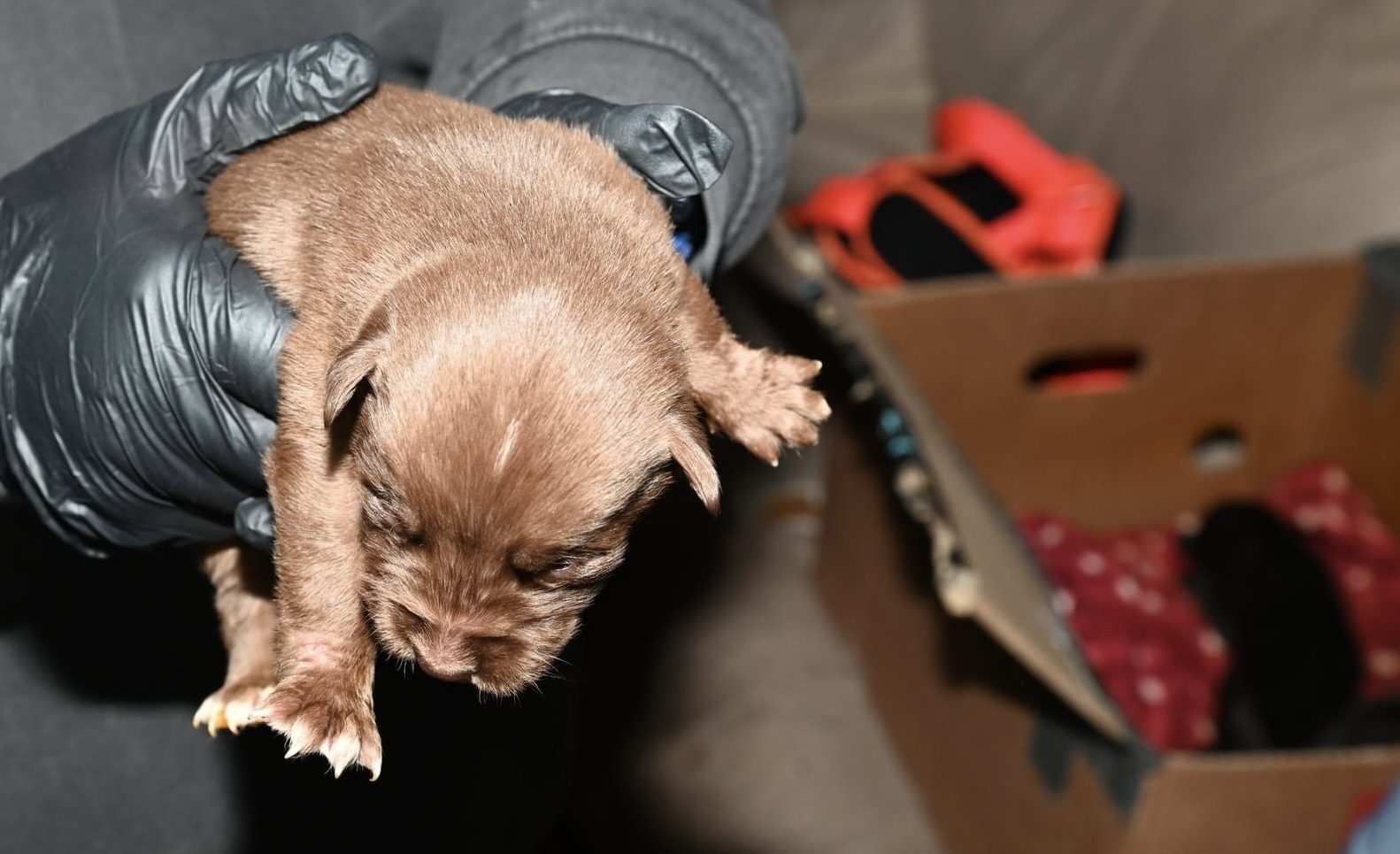 DuPage County, IL Animal Cruelty Investigation Leads to Rescue of 10