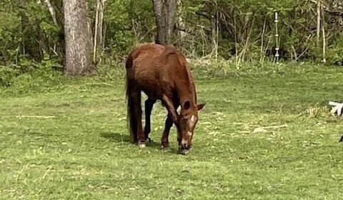 LaSalle County, IL - Community Outraged After Horse Brutally Attacked
