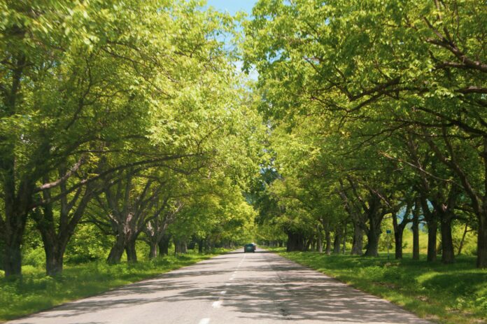 trees top be planted after killed by invasive species